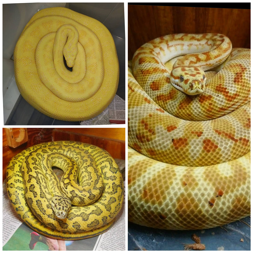 Sunglow, Zebra Jag het albino, Hypo Caramel Jag