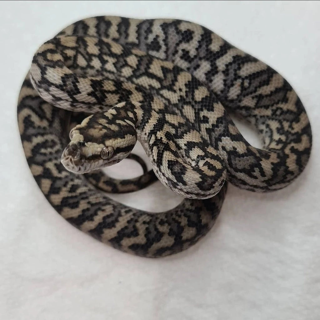Juvenile