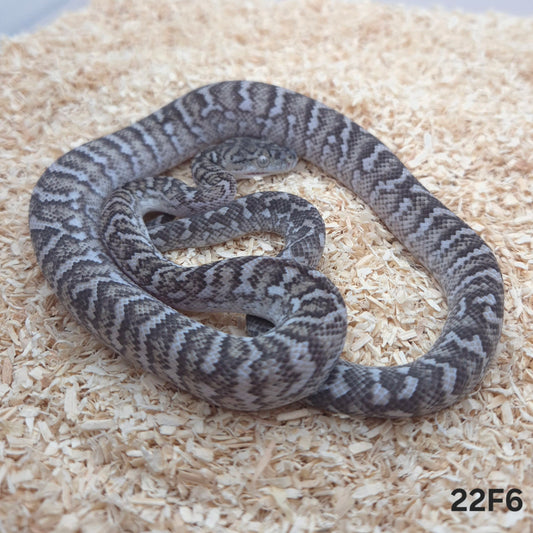 Caramel Axanthic (Ghost) Carpet Python