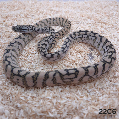 Silver Pepper Jag Carpet Python