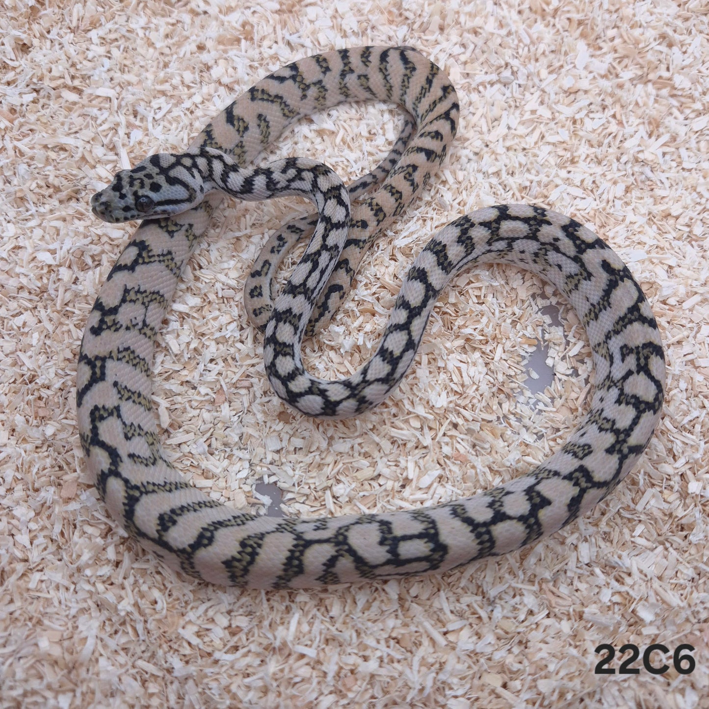 Silver Pepper Jag Carpet Python