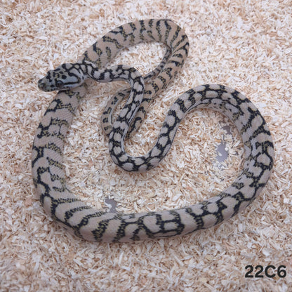 Silver Pepper Jag Carpet Python