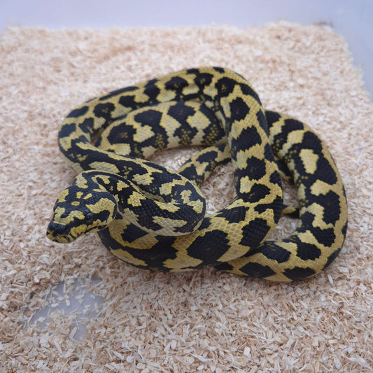 High % Jungle type