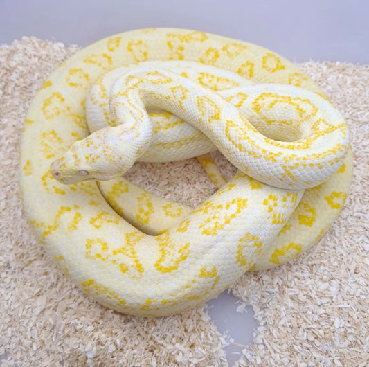 Caramel Albino Carpet Python
