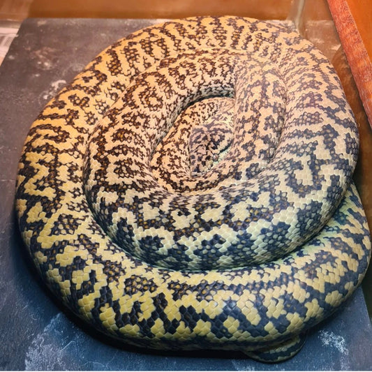 Caramel Zebra het albino
