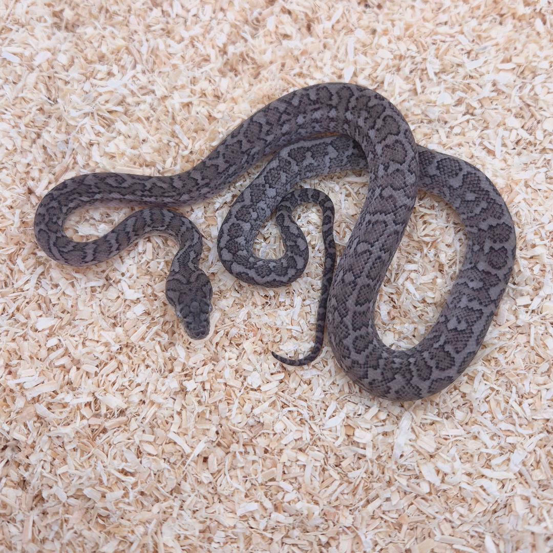 GHOST (Caramel Axanthic)