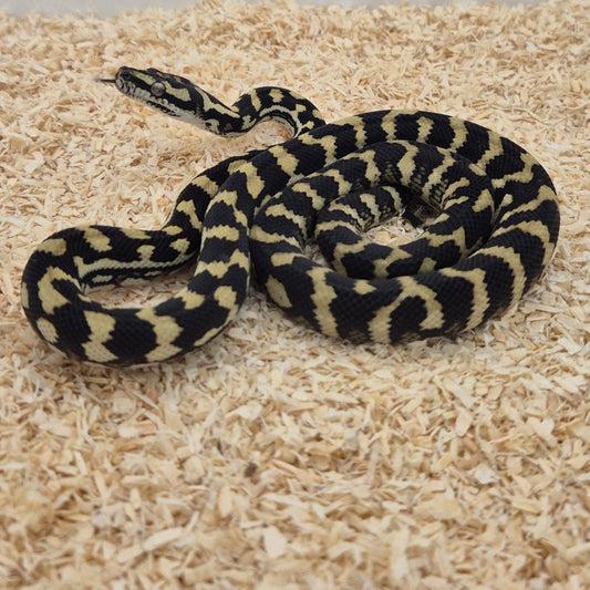 Jungle line het silver pepper Carpet Python
