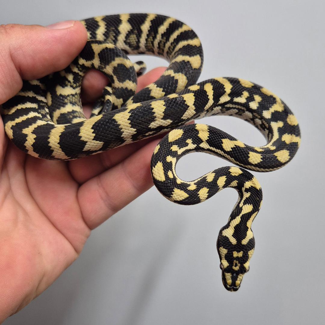 Jungle line het silver pepper Carpet Python
