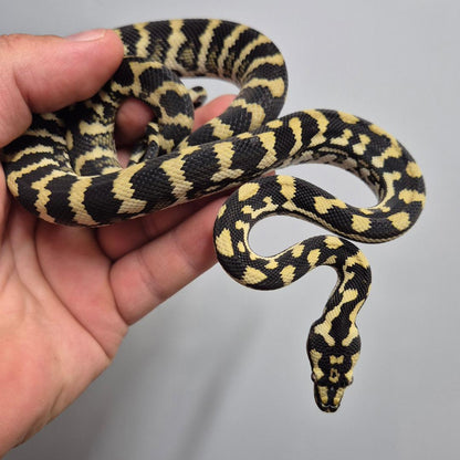 Jungle line het silver pepper Carpet Python