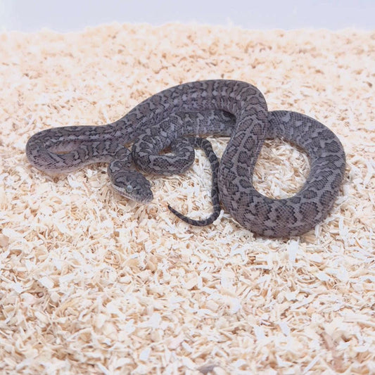 GHOST (Caramel Axanthic)
