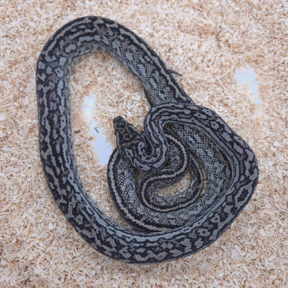 Silver Pepper Carpet Python