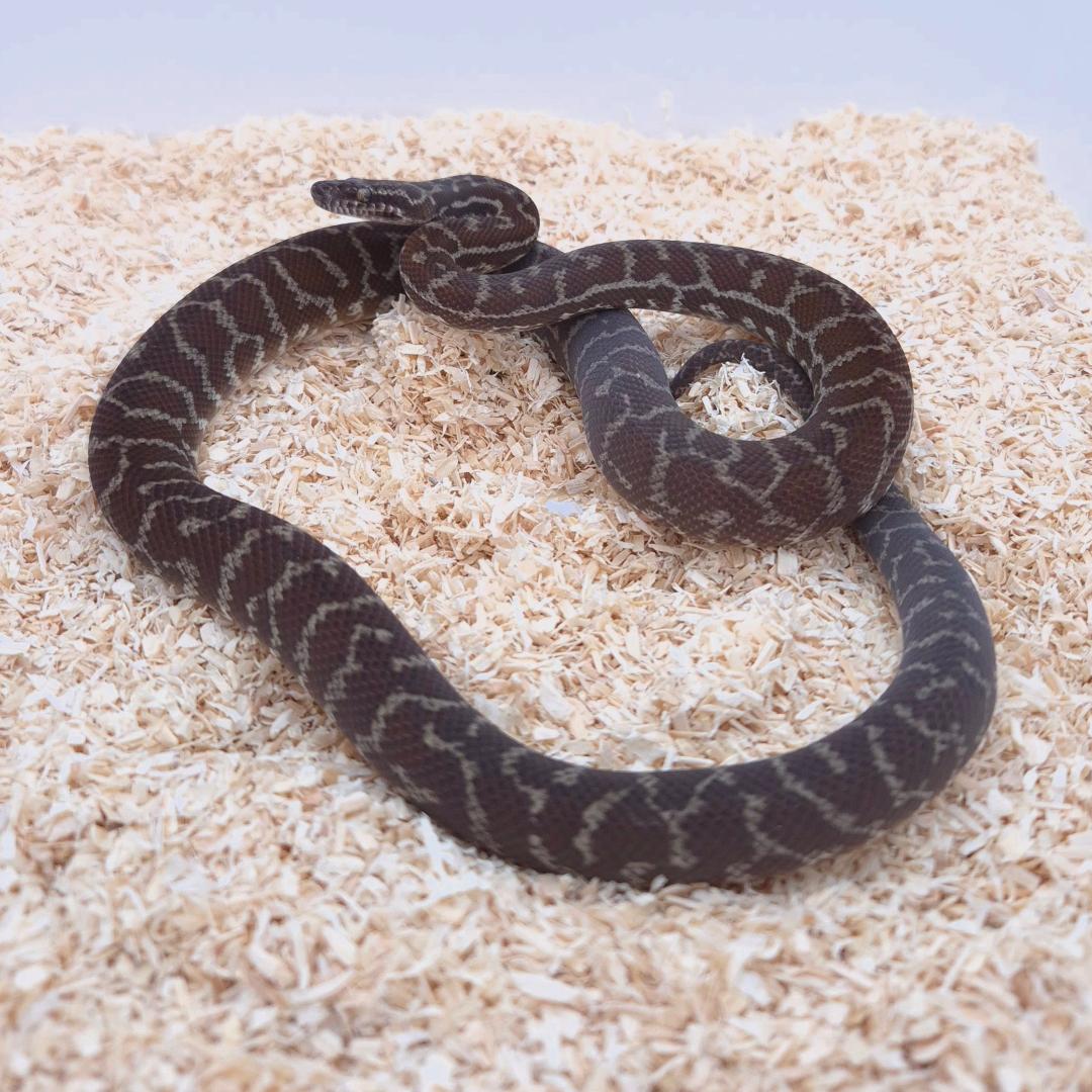 Pilbara Pinstripe