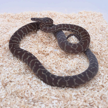 Pilbara Pinstripe