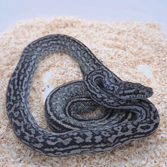 Silver Pepper Carpet Python