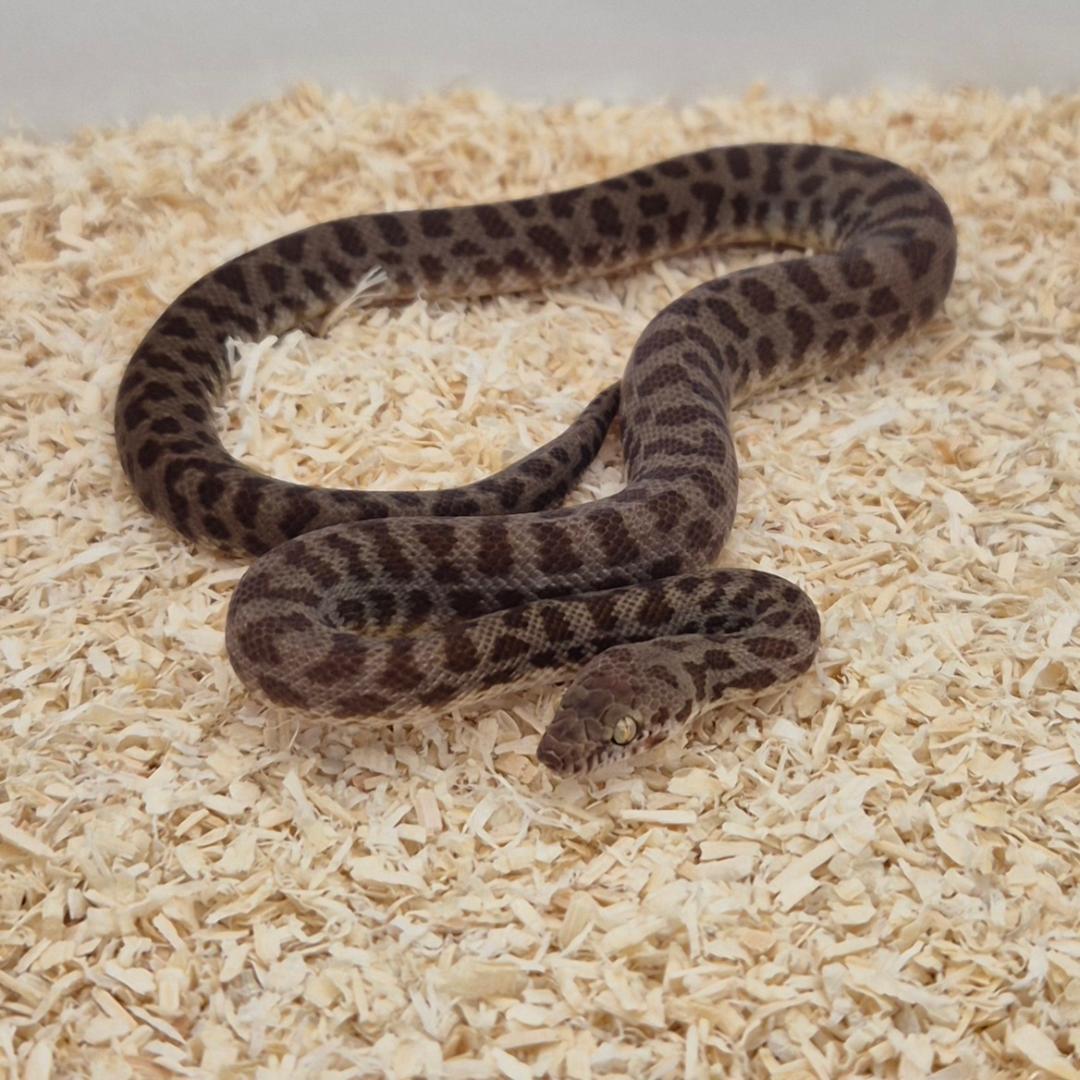 Normal Stimsons Python