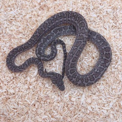 GHOST (Caramel Axanthic)