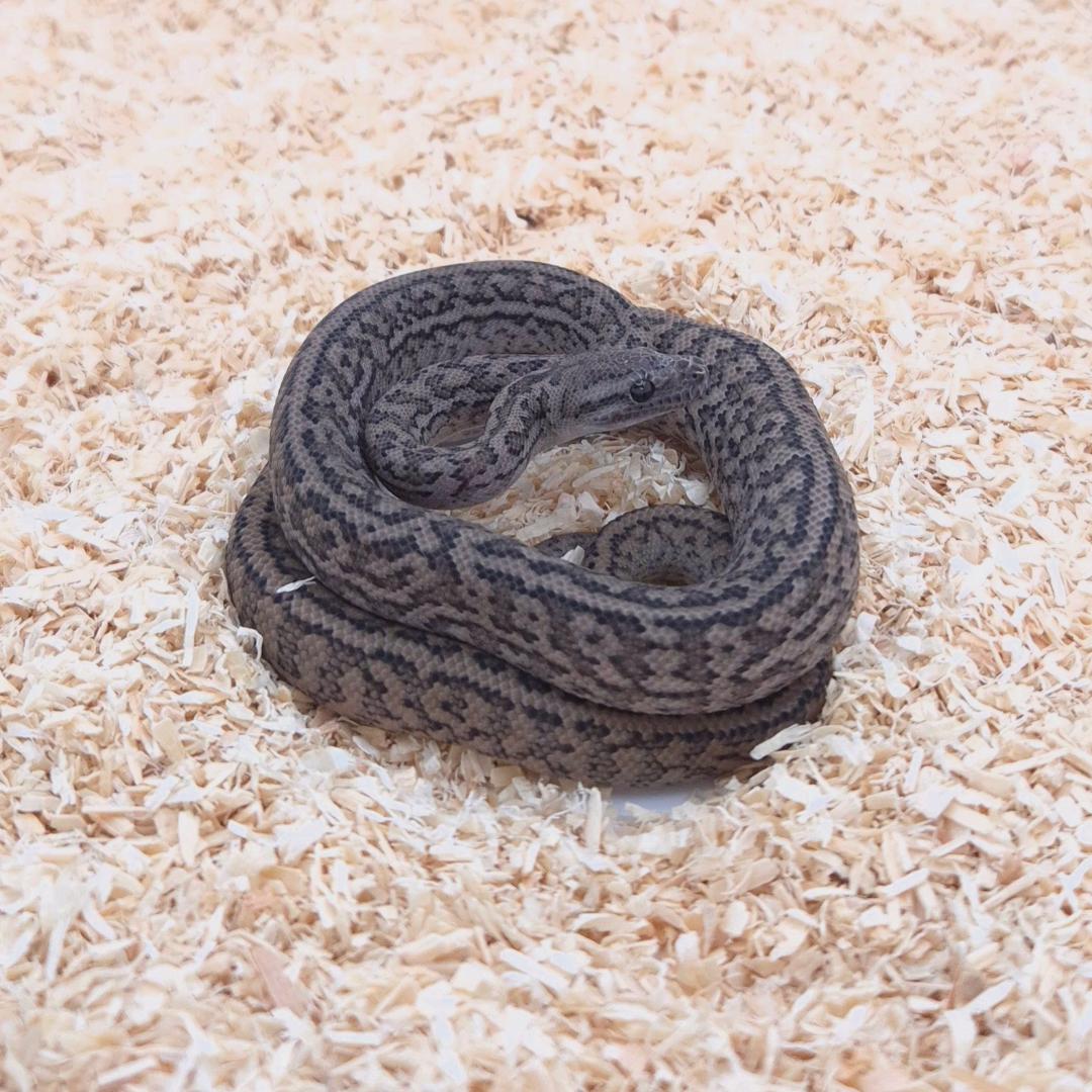 SILVER PEPPER 66% het axanthic