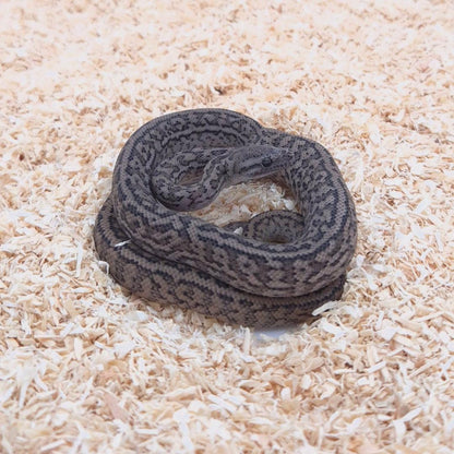 SILVER PEPPER 66% het axanthic
