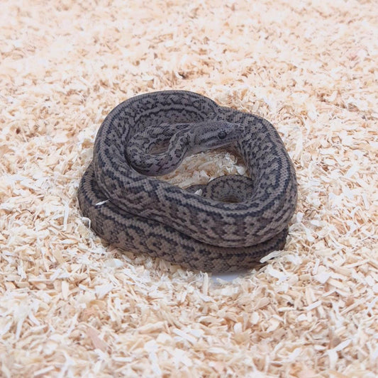 SILVER PEPPER 66% het axanthic