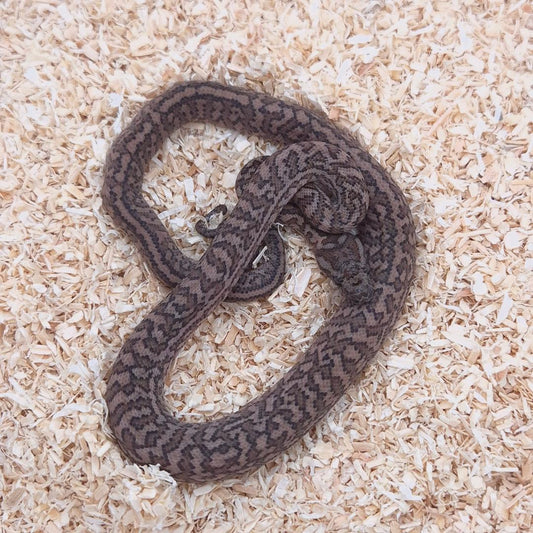 CARAMEL SILVER PEPPER 66% het axanthic