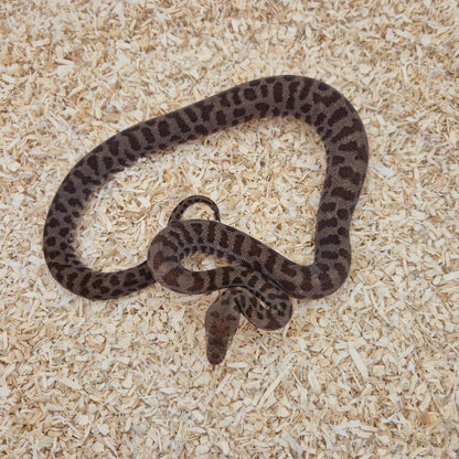 Normal Stimsons Python