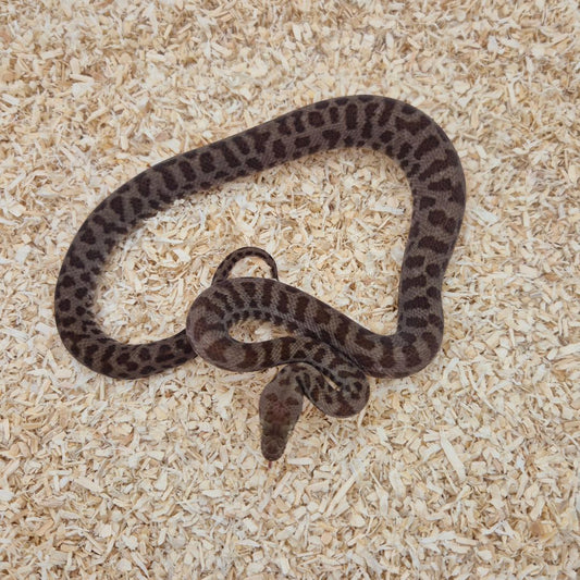 Normal Stimsons Python