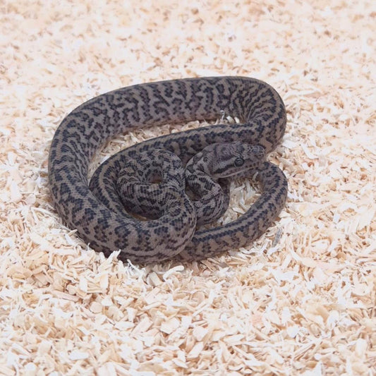 SILVER PEPPER 66% het axanthic