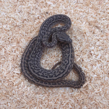 SILVER PEPPER 66% het axanthic