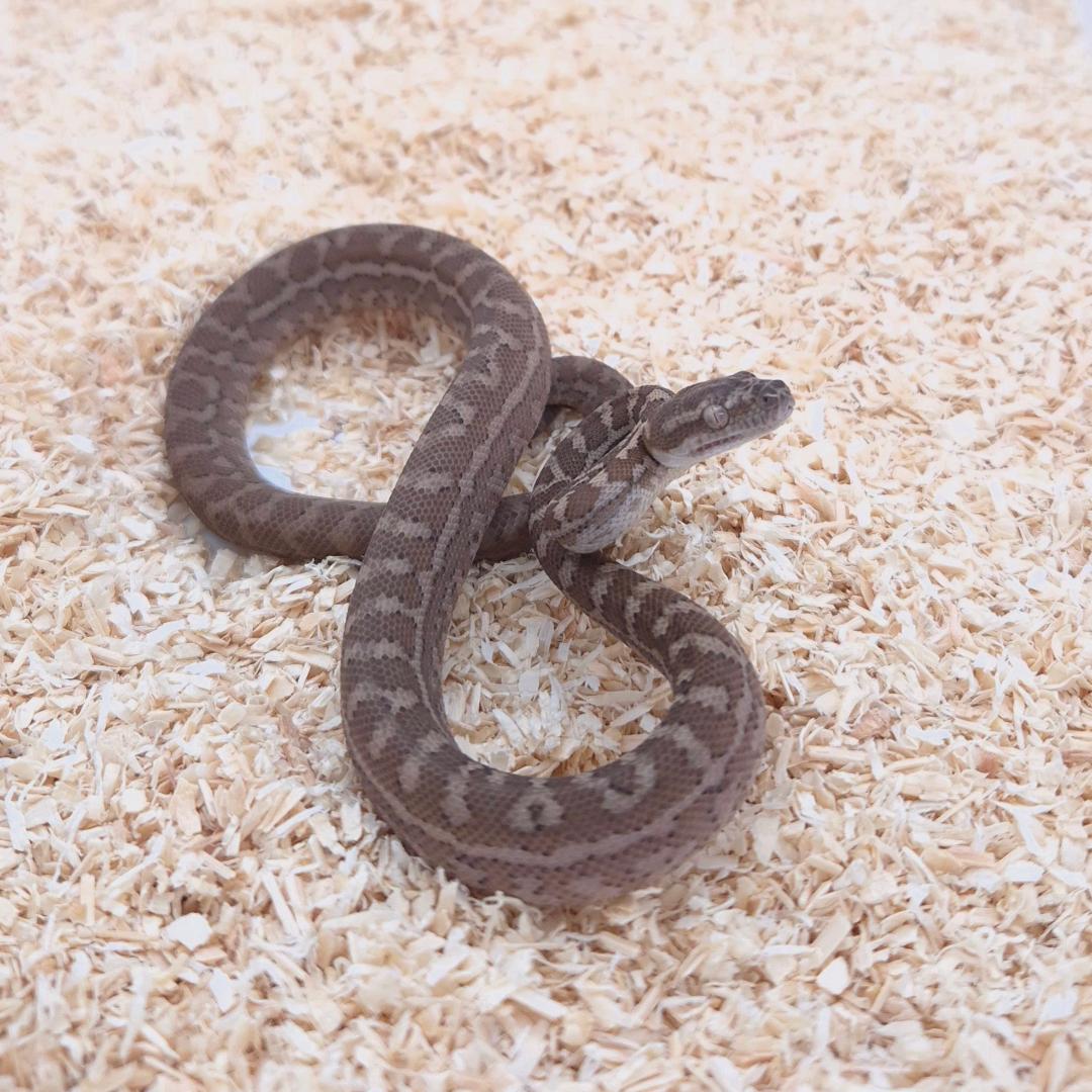 CARAMEL 66% het axanthic 66%het pepper