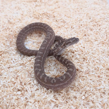 CARAMEL 66% het axanthic 66%het pepper