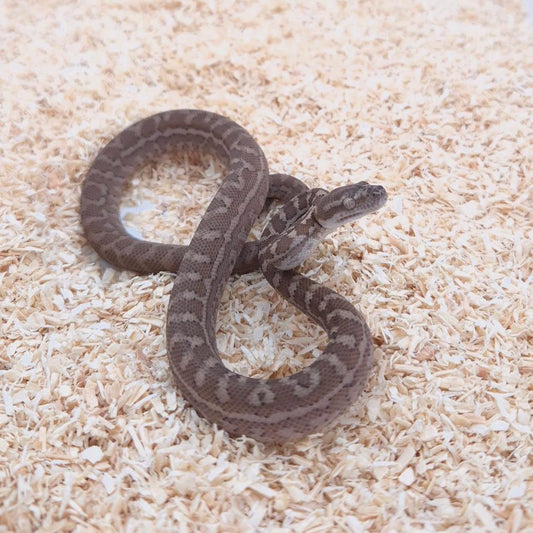 CARAMEL 66% het axanthic 66%het pepper