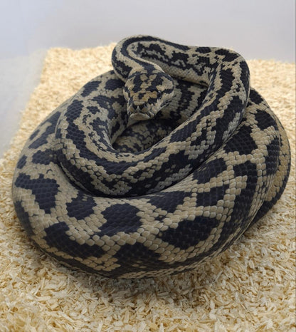 NORMAL het albino