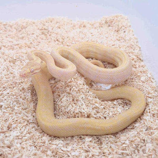 SUNGLOW (Caramel Albino)