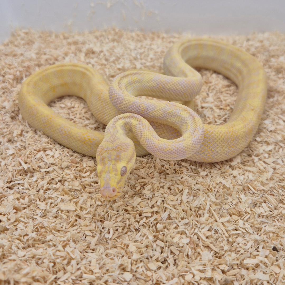 SUNGLOW (Caramel Albino)