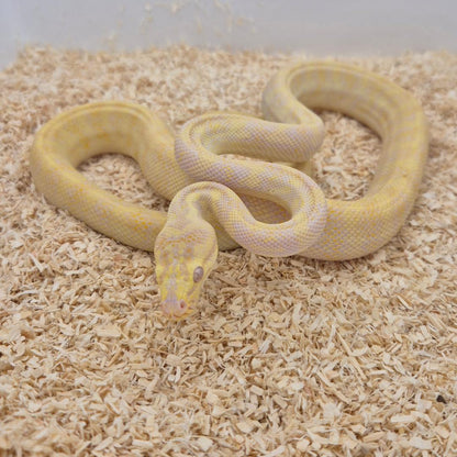 SUNGLOW (Caramel Albino)