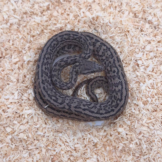 SILVER PEPPER 66% het axanthic