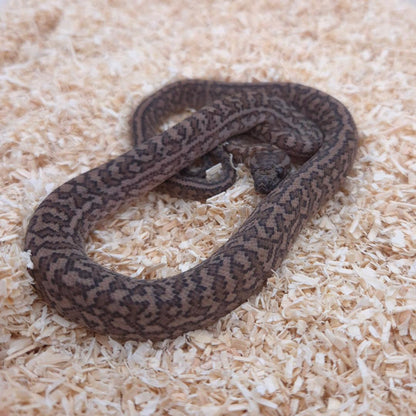 CARAMEL SILVER PEPPER 66% het axanthic