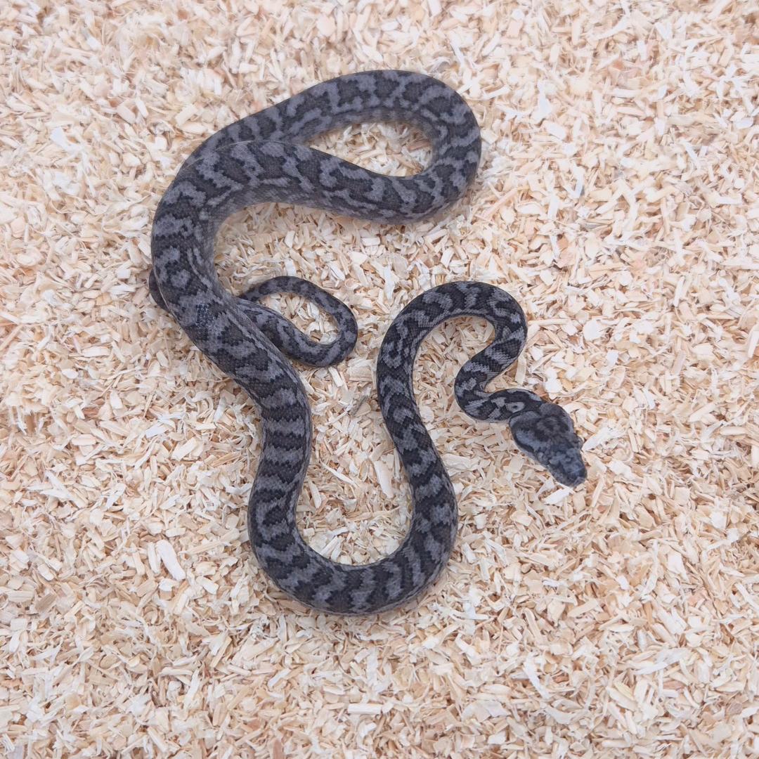 AXANTHIC 66% het pepper
