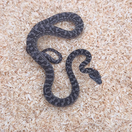 AXANTHIC 66% het pepper