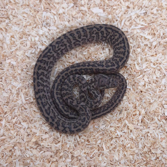 SILVER PEPPER 66% het axanthic
