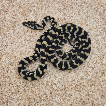 Jungle line het silver pepper Carpet Python