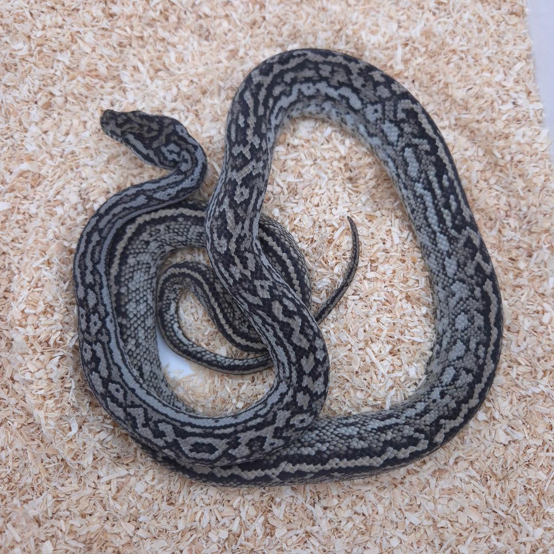 Silver Pepper Carpet Python