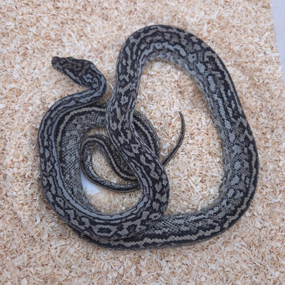 Silver Pepper Carpet Python
