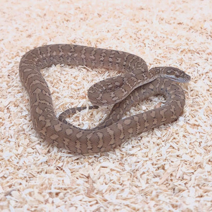 CARAMEL 100% het axanthic