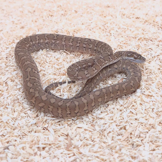 CARAMEL 100% het axanthic