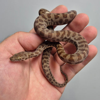 Normal Stimsons Python