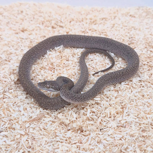 CARAMEL FREAKY ZEBRA 100% het axanthic