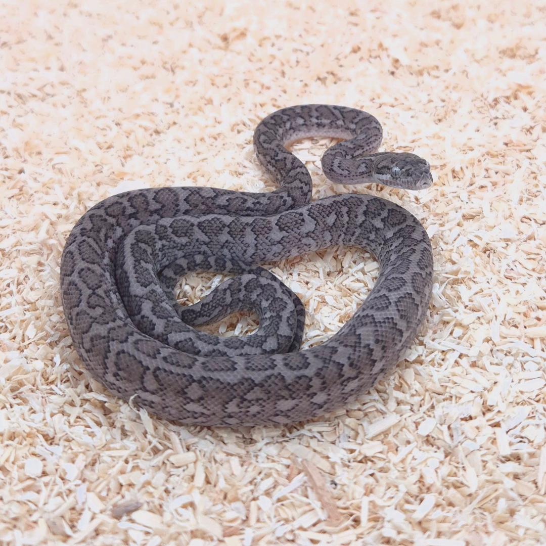 GHOST (Caramel Axanthic)