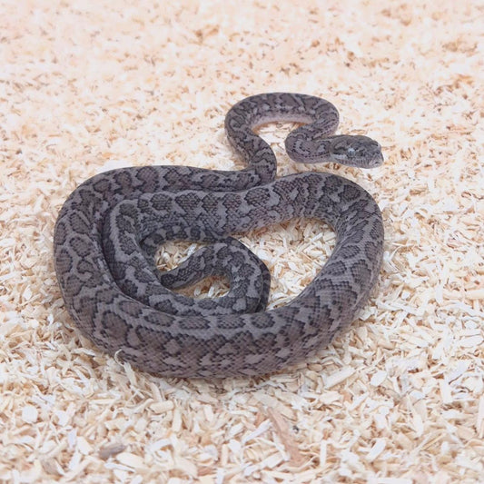 GHOST (Caramel Axanthic)