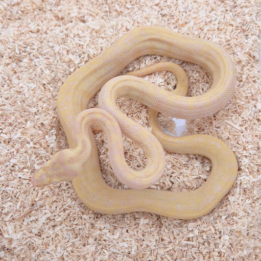 SUNGLOW (Caramel Albino)